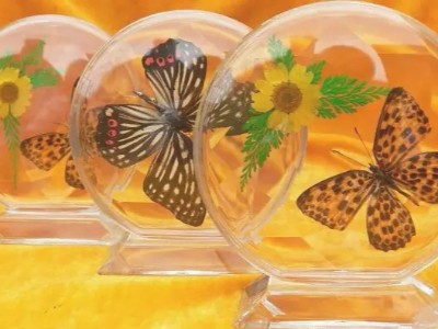 聚力水晶滴膠、環(huán)氧膠，用于標本制作，填充性好，使用期長